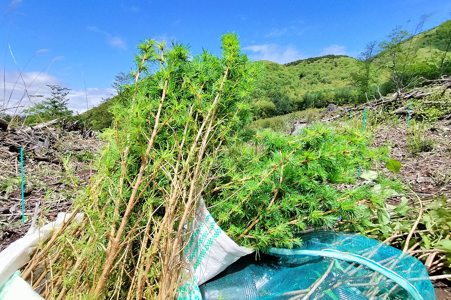 森づくりを通じた事業価値向上と森林資源循環への貢献 画像